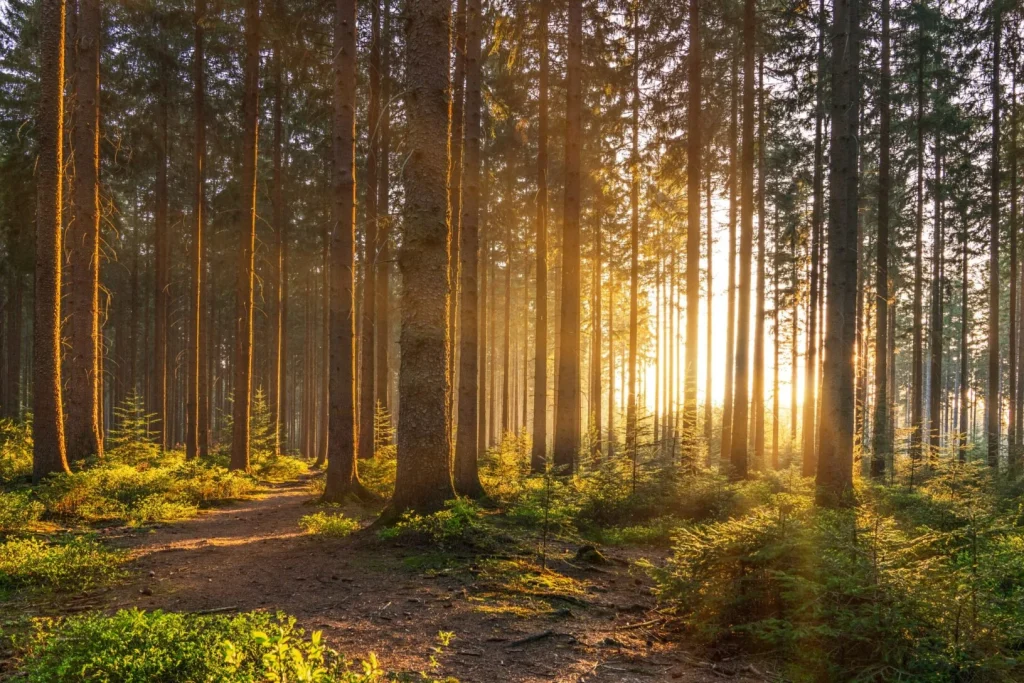 Bois & Forêt — Conseiller en gestion de patrimoine particuliers Tours